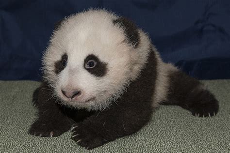 Growth and Development of Giant Panda Cubs: A Timeline | Pandas ...