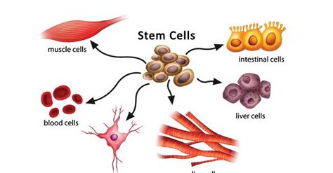 Somatic cells | Science online