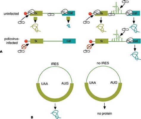 Picornaviridae: The Viruses and their Replication | Basicmedical Key