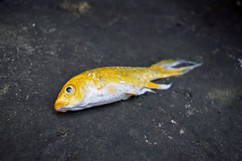 Ammonia Poisoning - a Toxic Killer for Koi and Other Fish