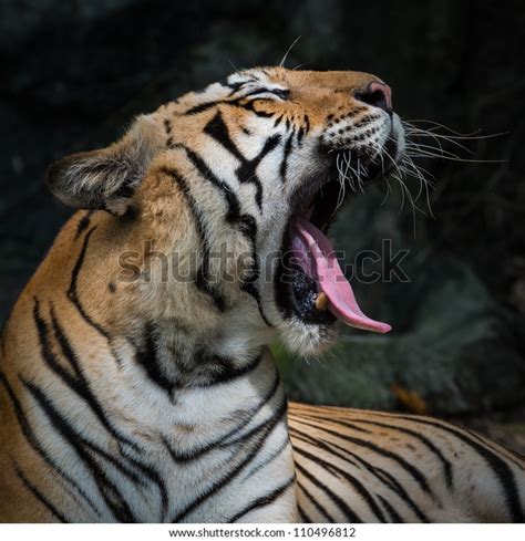 Bengal Tiger Roaring Stock Photo 110496812 | Shutterstock