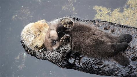 1 Day Old Sea Otter Trying to Sleep on Mom - YouTube