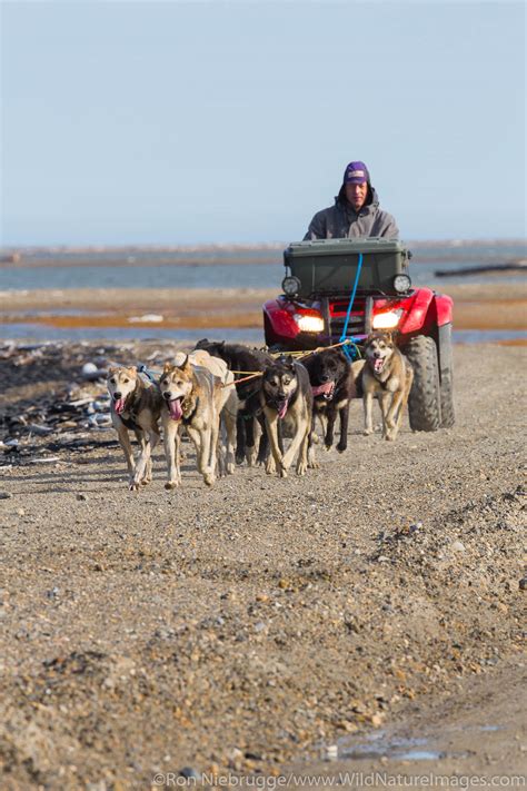 Dog Sled Training | Photos by Ron Niebrugge