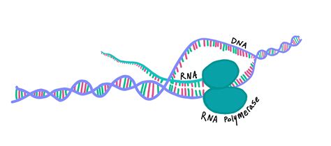 What Is Transcription? (Biology) — Definition & Process - Expii