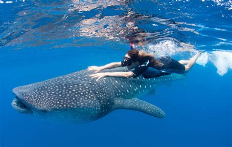 8 Fascinating Places Where You Can Actually Swim With The Giant Whale Shark