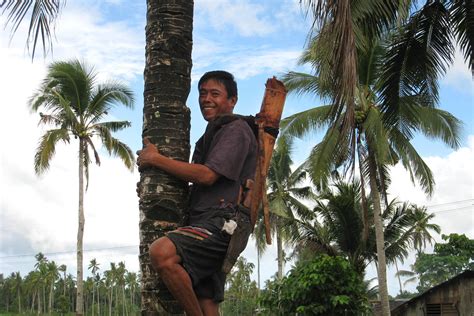 In the Philippines, Coconut Wine Is a Symbol of Pride and Resistance ...