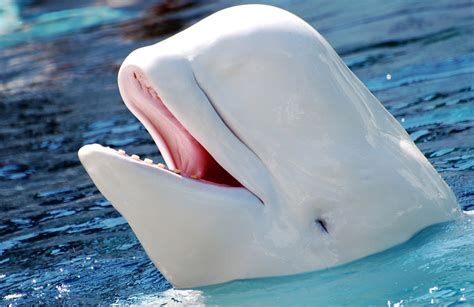 Beluga Whale Facts and Adaptations - Delphinapterus leucas