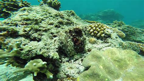 Octopus Camouflage on a Reef - YouTube