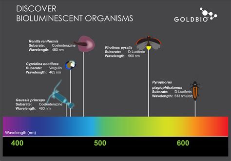 Everything About Luciferin and Luciferase | GoldBio