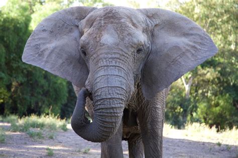 Basic Facts About Elephants - Global Sanctuary For Elephants