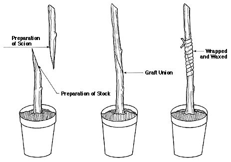 Grafting and Budding Nursery Crop Plants | NC State Extension Publications