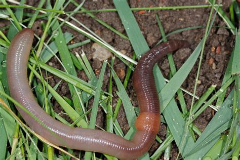 Identifying The Red Wiggler Composting Worm Dengarden | eduaspirant.com