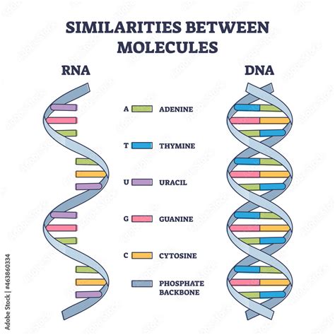 Labeled Rna Model