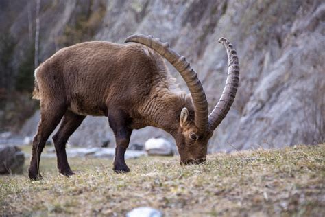 Wild Alpine Ibex Free Stock Photo - Public Domain Pictures