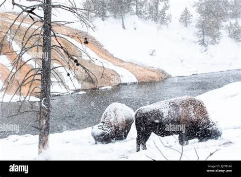 American Bison (Bison bison) in winter near old faithfull, Yellowstone ...