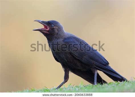 1,882 Crow Caw Stock Photos, Images & Photography | Shutterstock