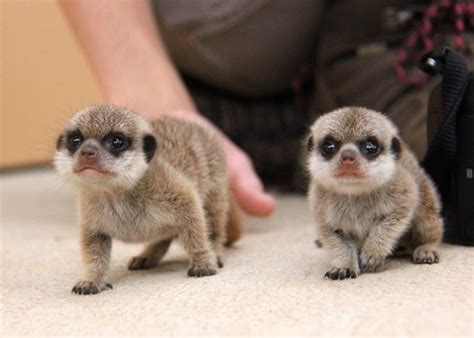 The Cutest Zoo Babies of 2016 - Photo Gallery - Vetstreet | Vetstreet