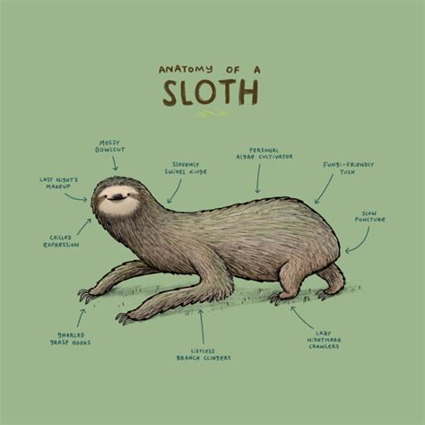 Anatomy of a Sloth - Sloth - Tank Top | TeePublic