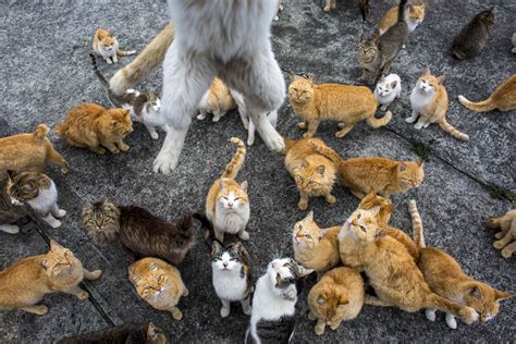 Japan: Aoshima island overrun by cats