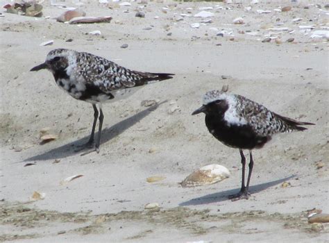 Long Island Birding: Spring Migration - Shorebirds