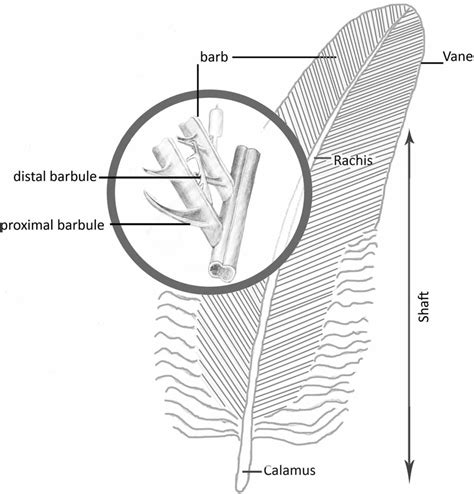 FIG. . Structure of pennaceous contour feather. | Download Scientific ...