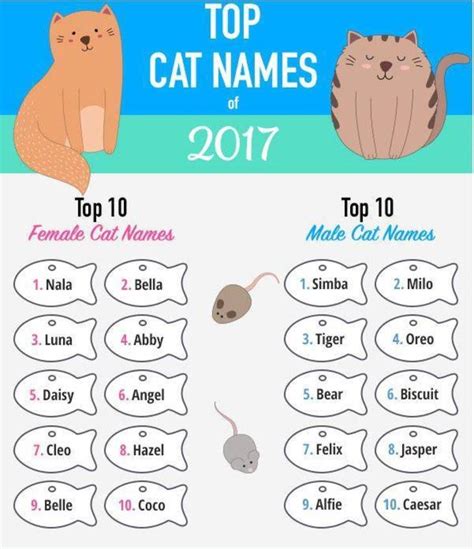 Most popular cat names of 2017 have a Disney influence - East Hanover ...