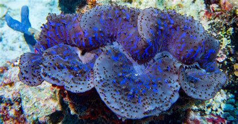 Giant Clam - A-Z Animals