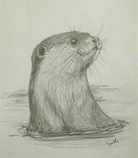 North American River Otter in pencil | Realistic animal drawings, Otter ...