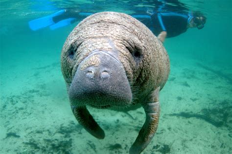 Ocean Portal — Which is more closely related to a manatee: a...