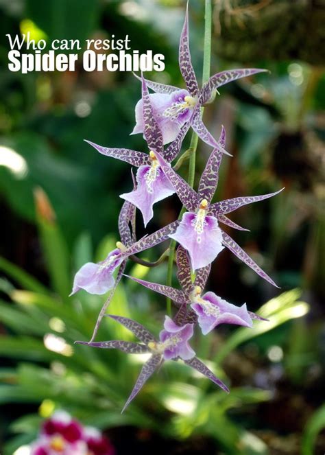 Spider Orchid Care - Brassia Orchid Plant, Species, Hybrids