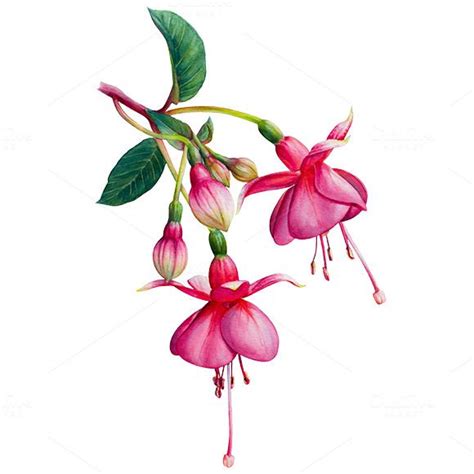 Fuchsia Flower Drawing