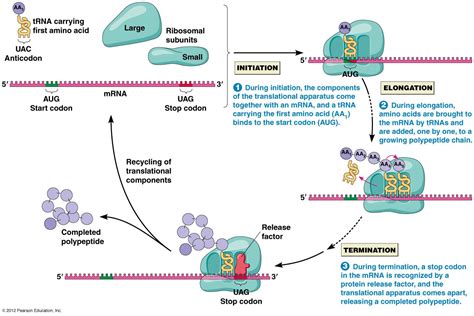 PROTEIN TRANSLATION