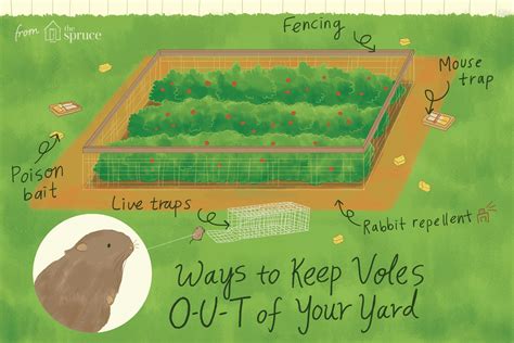 How to Keep Voles Out of Your Yard