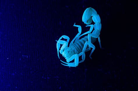 Blue Scorpion Wallpapers - Top Free Blue Scorpion Backgrounds ...