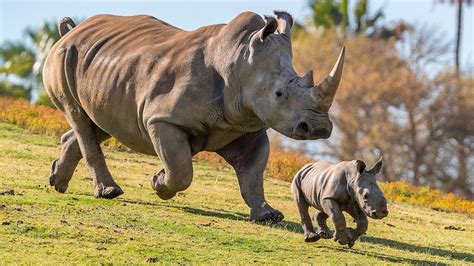 Baby Rhino Born Thanks to Science - YouTube