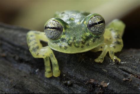 Puyo Giant Glass Frog: Species in World Land Trust reserves