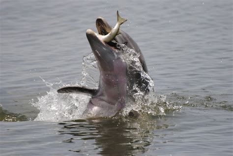 Bottlenose Dolphin Prey