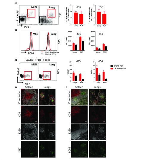 | Characterization of Tfh cells in iBALT. (A) Frequency of Tfh cells ...