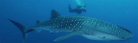 Isla Holbox.. El santuario veraniego del Tiburón Ballena - Hoteles ...