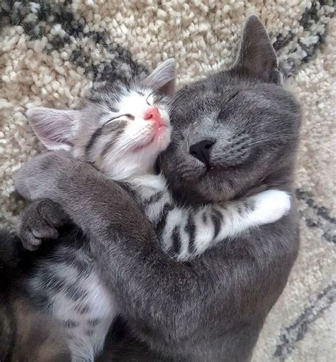 Wholesome Cats Cuddling And Loving Each Other | Cat cuddle, Kitten ...