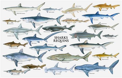 Shark chart | Types of sharks, Shark, Species of sharks