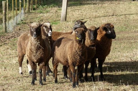 Woolshed 1: Sheep breeds in New Zealand