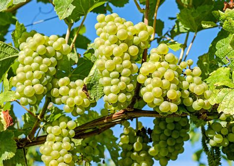 Grapes: Planting, Growing, and Harvesting Grape Vines | The Old Farmer ...