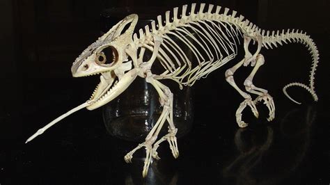 chameleon skeleton | Animal skeletons, Animal bones, Animal skulls