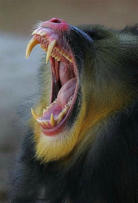 Mandrill Baboon Teeth