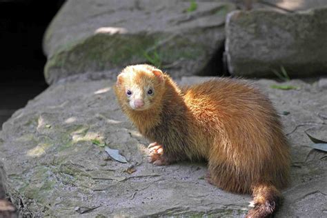 The Different Types of Domesticated Pet Ferrets