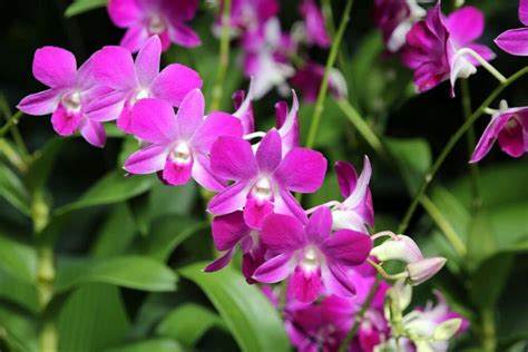 Dendrobium Orchids: Types, How To Grow and Care | Florgeous