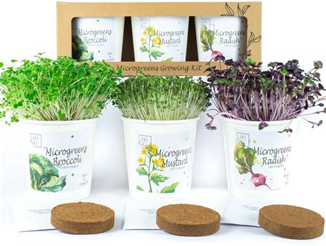 Amazon.com : Microgreens Growing Kit Indoor | Includes 3 Reuseable ...