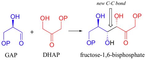 23.14: 23.13 Some Biological Carbonyl Condensation Reactions ...