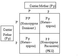 The Genetics of PKU